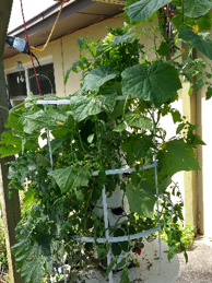 Thriving Tower Garden