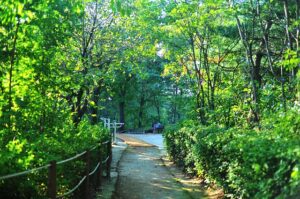 trail-g26f13336c_640 Stone path bordered by bushes and trees, with wooden posts and rope rails leading to an open area with benches and a trail descending into a wooded landscape, symbolizing a natural journey.