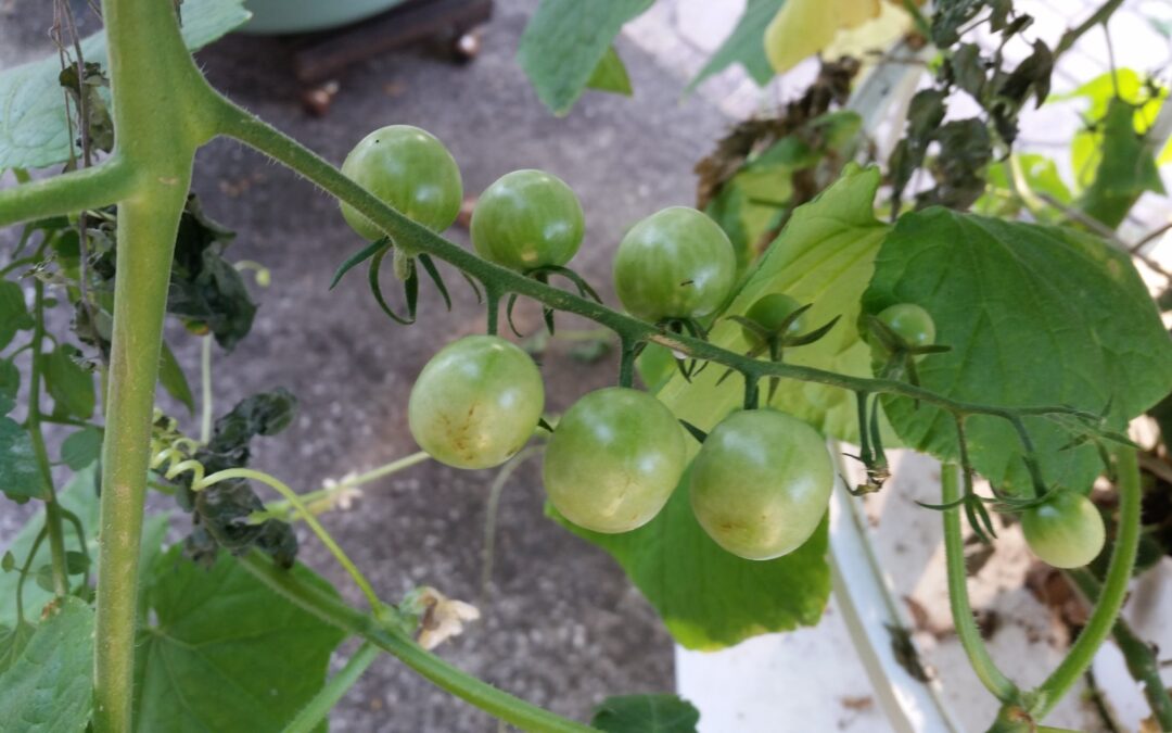Aeroponics vs. Hydroponics? Urban Farming in 2023