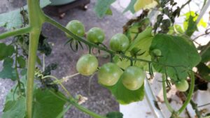 image of grapes in hydropics