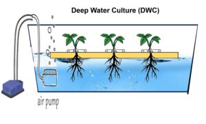 Deep Water Culture