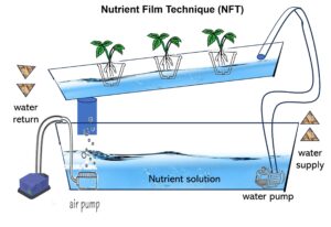 Nutrient Film Technique (NFT)